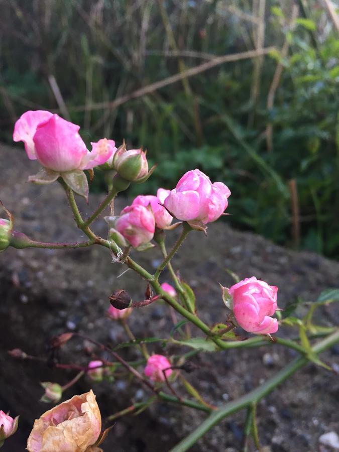 Alsbrogaard Bed & Breakfast Bramming Ngoại thất bức ảnh